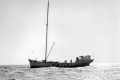 Cheeta 1959